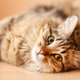 Image for article titled Indoor Cat Wouldn’t Last A Day In The High-Octane World Of Street Racing